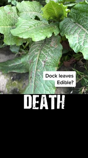 Foraging Edible Dock Leaves in the UK