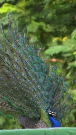 Peacock making loud noises from the house Roof #Peacocksound