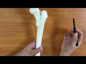 Bones of The Lower Limb