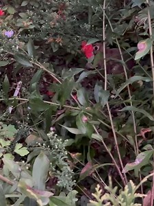 18 reactions | Atlanta Botanical Garden on Reels | Facebook