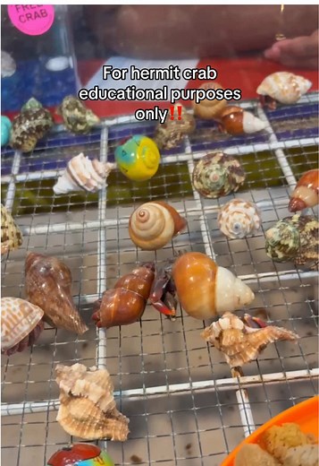 Essential Care for Hermit Crabs: What You Need to Know