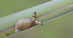 Absurd Creature of the Week: The Parasitic Worm That Turns Snails Into Disco Zombies