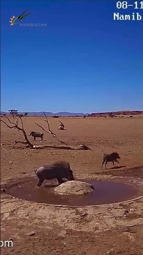 Fight of the warthogs!