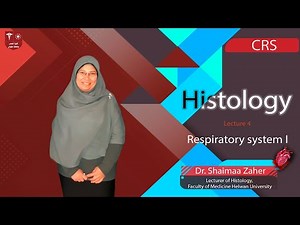 4. Respiratory system I