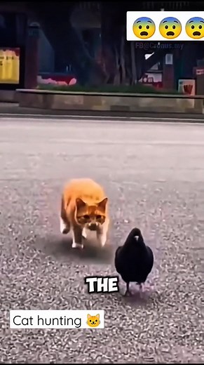 Cat’s Reflexes Are Illegal at This Point. 😾 #animalfacts | Cronus