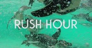 Discover London's Zoo. Experience #ZooLife for yourself. | London Zoo