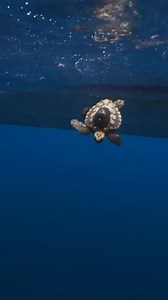 2.3K views · 47 reactions | World Turtle Day – Part 2  In...