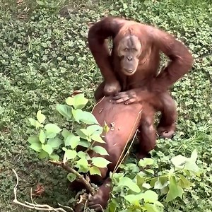 176K views · 772 reactions | #chimpanzee #monkey #chimp #animals #wildlife #monkeys #ape #nature #primate #chimpanzees #primates #gorilla #apes | Animal Videos | Facebook