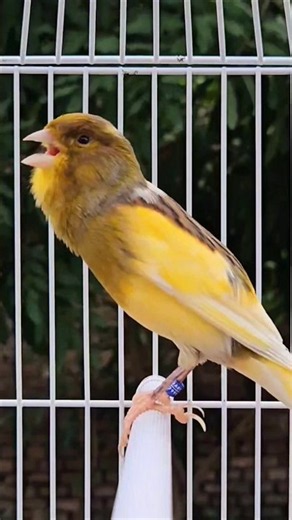wonderful sounds of nature | birds chirping sound #sounds #birds #nature