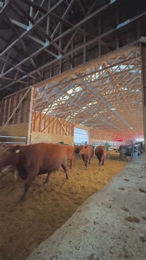 7.7K views · 520 reactions | Behind the scenes of vaccination day here at Peterson Hill Farms. #cattle #chute #farm #angus #farmerdaughter #maine | Andrea Crosby | Facebook
