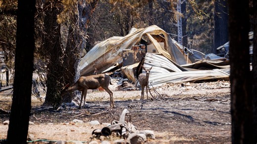 Containment number for Ruidoso fires on the rise; residents set to return Monday: recap