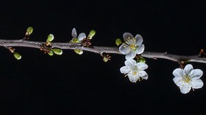 Plum Blossom, Blossoms, To Flourish. Free Stock Video