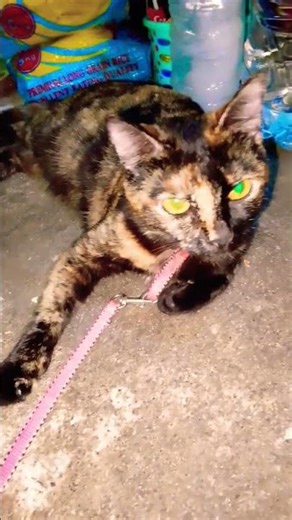 My Cat Bibi Pakul Sitting Pretty Baby #cat #cats #catshorts #catvideos