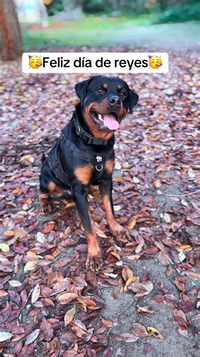 Feliz Día de Reyes con Rottweilers 🥳❤️