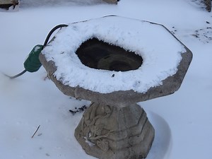 Heated Bird Bath - Feeding is Nice, But Birds Need Water