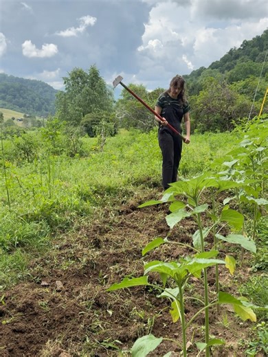 Alexa Rose on Instagram: "2025 🌻 the year me and my best gal, Emmylou Hairy, moved out to this 300 year old cabin in Haywood County. Swam in the creek and ate pie on the porch with friends (and alone, whenever I felt like it). Learned how to spin wool on great grandmother Hilger’s wheel, grew a thousand flowers and made magical botanical dyes for cotton scraps married into quilts, each a loving souvenir of mountain summer. Released an album independently with money I squeezed together gr