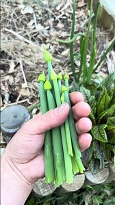 ネギ坊主収穫