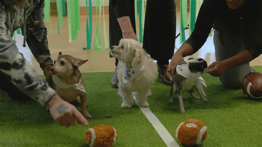 Meet the Capital Region senior dogs of the Puppy Bowl