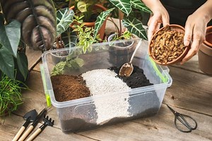 The Best Philodendron Soil Mix (Recipe for Well-Draining Soil)
