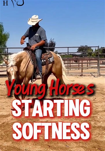 Training Young Horses: The Baby Stages of Softness