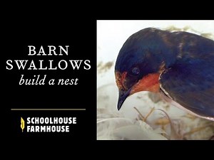 Barn Swallows Build a Nest