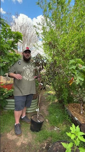 Almost Anyone Can Grow This Fruit Tree