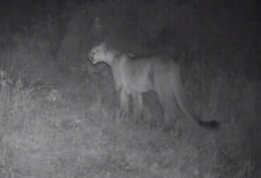 Video: The Mating Scream of a Female Mountain Lion | OutdoorHub