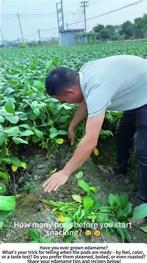 Harvesting Fresh Edamame – Picking Plenty Soybean Pods by Hand 🌱👨‍🌾