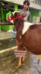Super Simmental Cattle WA: 08562513748 #supercattle #Indonesiancattlebreeders #cattle #simmentalc...