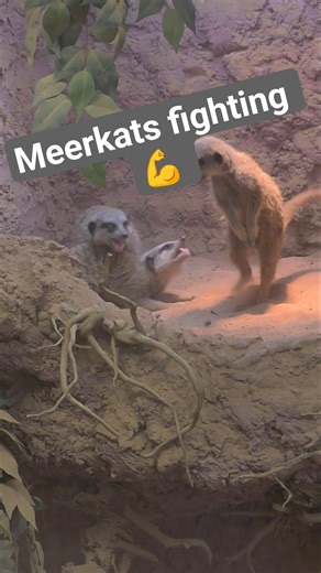 ever seen a meerkat fight pit?