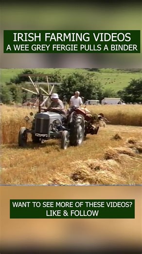 Grey Fergie Tractor in Oats Harvesting Process