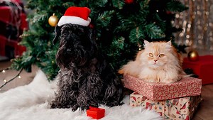 The pet deals you can find during Walmart's early Black Friday sale