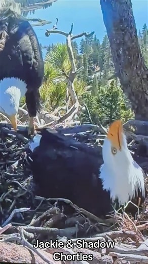 Courtesy of Big Bear Bald Eagle Live Nest FOBBV FriendsofBigBearValley.org https://friendsofbigbearvalley.org #jackieandshadow #bigbearvalleyeaglecam #bigbearcalifornia #baldeagles @Hilary Harris