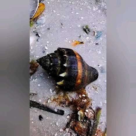 Have you ever seen a shell this dark? 😍⬇️ . Check out this stunning Kings Crown Conch I found this past weekend! . I have never seen one this dark before, let alone dark and empty! Seashells tend to be more vibrantly colored while the mollusk is still alive. This is due to the mollusk's diet. Once the mollusk dies, the color tends to fade, so this one must have been recent 🥲 . Have you seen a shell like this? Let me know in the comments and share with a 🐚 friend! . . . #shells #shelling #conc