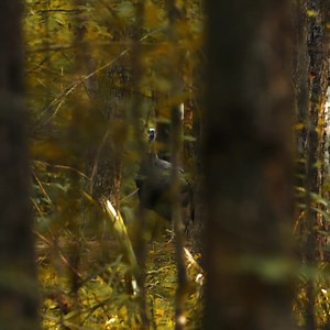 5.3K views · 80 reactions | The sound of a gobble is the object of desire for turkey hunters. No matter where in the country you hunt, nor how long you’ve been a turkey hunter, that singular sound holds a special place in all of our hearts. It transcends just being an audible noise or an implication to your hunting strategies. It’s the catalyst to thoughts, sounds, and experiences that can only be found in the spring time woods. It is the sound of spring. | onX Hunt | Facebook