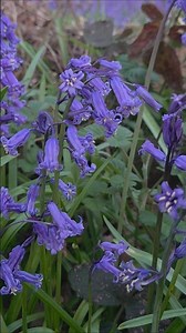 This Secret UK Forest Turns Purple Every Spring 😳