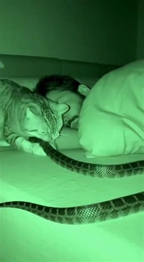Owner and Cat Sound Asleep, Snake Invades Quietly, Cat Stands Guard