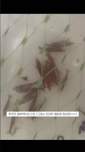 꼬리가 뜯긴 체리새우 #체리새우 #생이새우 #생이새우키우기 #키우는방법