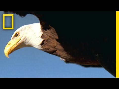 ハクトウワシ 飛ぶためのデザイン | ナショジオ