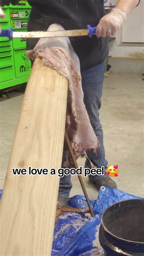 addicted to tanning hides and creating soft, warm pelts. this is a sheepskin in the fleshing stage.