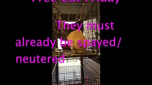 21K views · 210 reactions | Tomorrow all of our cats are free to a good home. They must already be spayed or neutered. | Almost Home Humane Society | Facebook