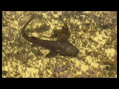 ￼ LIVE: Crystal Clear Water Adventure in the Florida Keys – Sharks, Seaweed & Hidden Life!