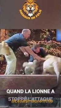 Un LION ATTAQUE son gardien en direct : Le sauvetage incroyable par une LIONNE ! 🦁