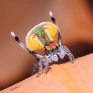 Maratus Volans nuptial dance | bagdad cafe