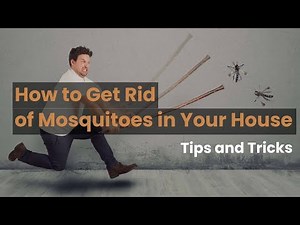 How To Get Rid Of Mosquitoes In Your House - Tips and Tricks