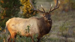 Michigan's early elk season begins 100 years after return