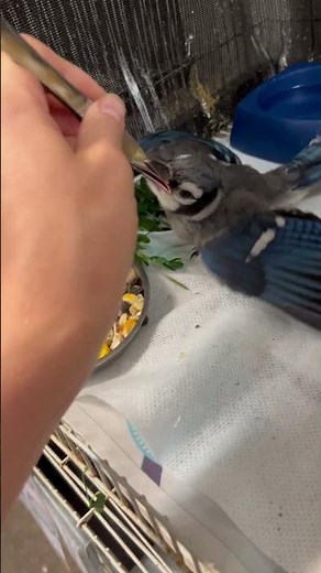 Feeding time for a baby Blue Jay.