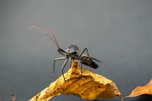Man handles venomous wheel bug with bare hands while warning of its bite