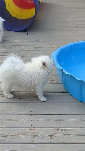 Mini American eskimos and Border Collie puppies