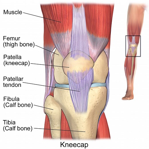 Knee Pain: Proximal Tibiofibular Subluxation - Life Hypermobile
